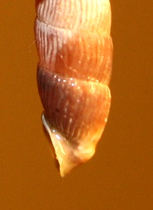 Clausilia da id./2